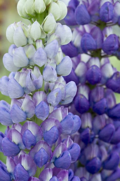 lupin 'Persian Slipper'