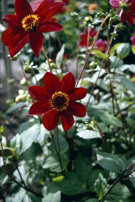 dahlia 'Twyning's Chocolate'