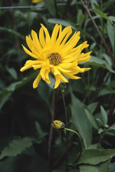 sunflower 'Miss Mellish'