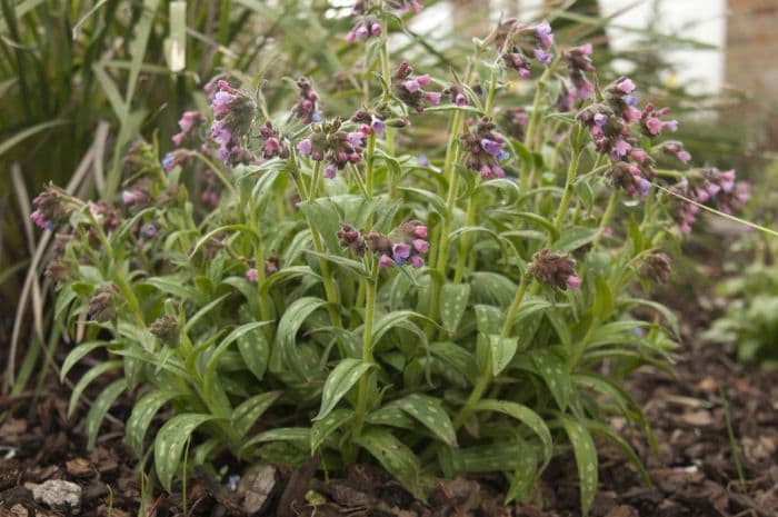 lungwort 'Stillingfleet Meg'