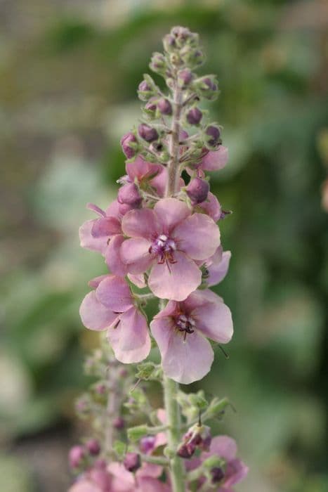 mullein 'Merlin'