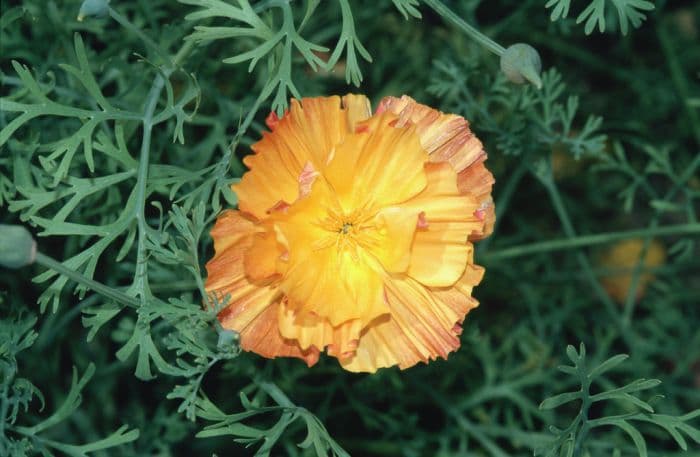 California poppy 'Apricot Chiffon'