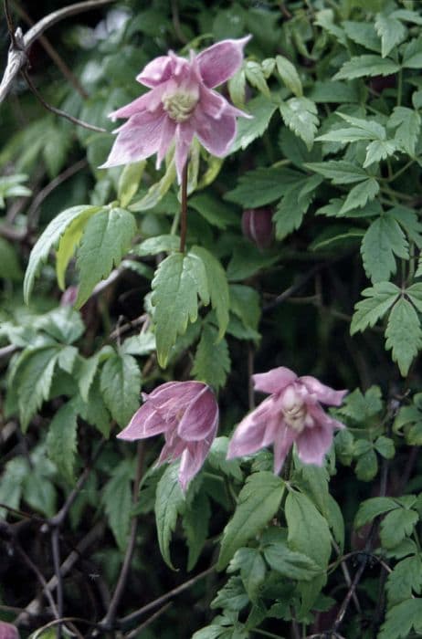 clematis 'Markham's Pink'