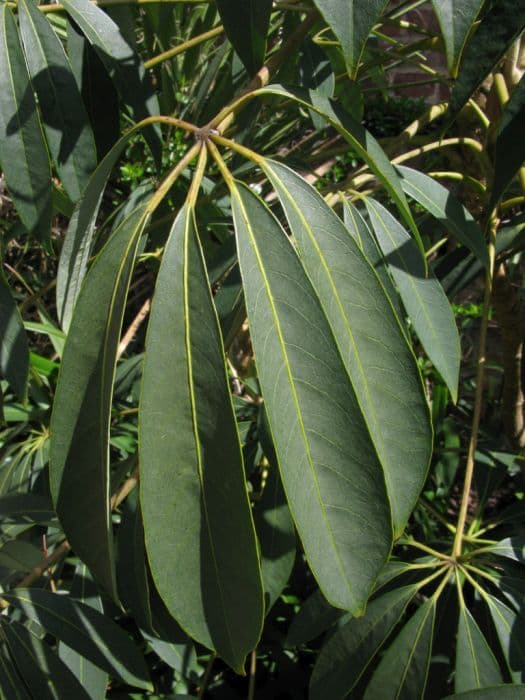 Taiwanese schefflera