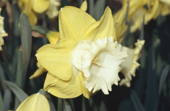 daffodil 'Pineapple Prince'