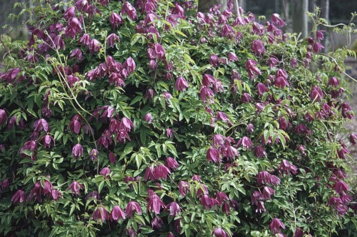 clematis 'Constance'