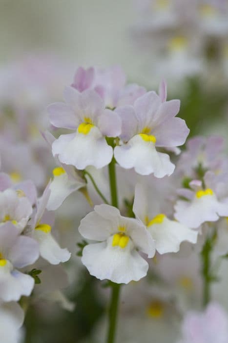 aloha 'Wisley Vanilla'