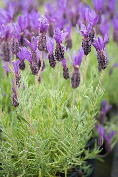 French lavender 'Victory'