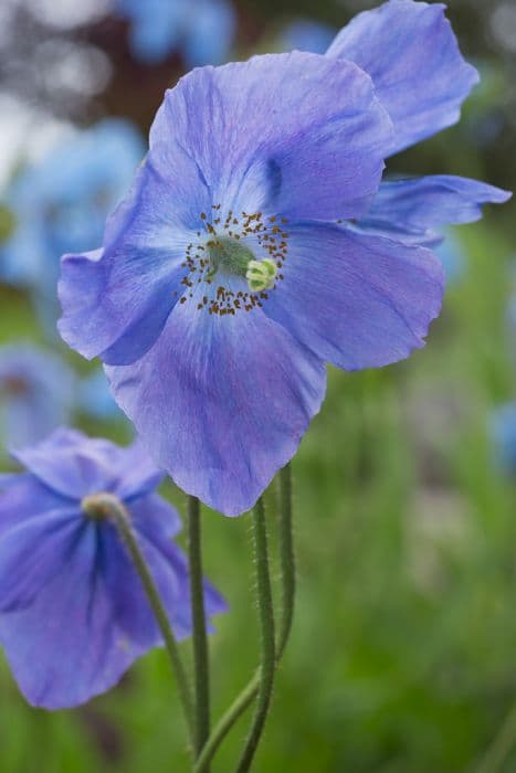 Himalayan blue poppy 'Keillour'