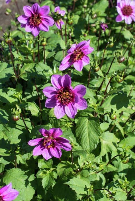 dahlia 'Bayou'