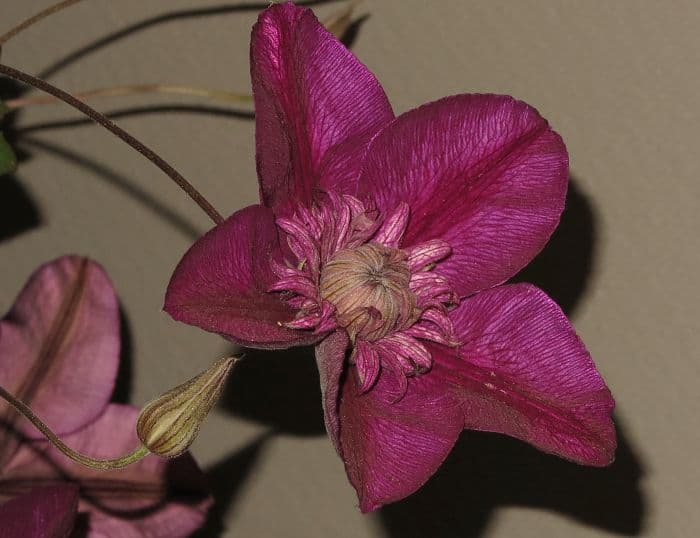 clematis [Cassis]