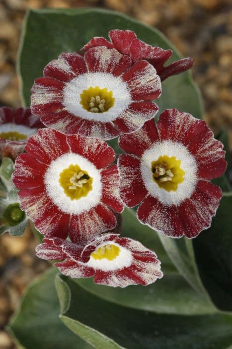 auricula 'Blush Baby'