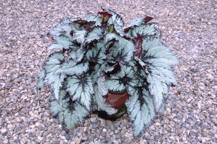 begonia 'Emerald Beauty'