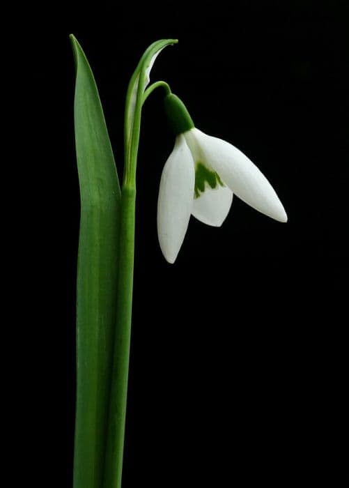 snowdrop 'Lapwing'