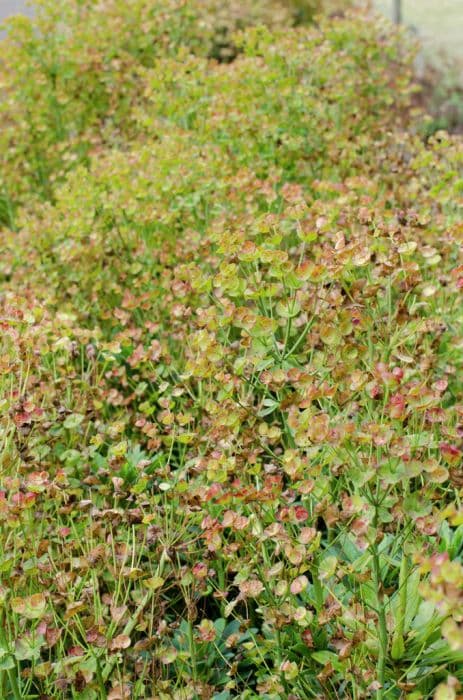 Martin's spurge 'Helen Robinson'