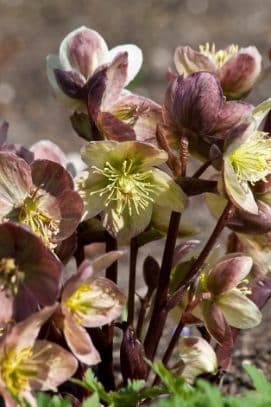 Helleborus 'Silver Moon'