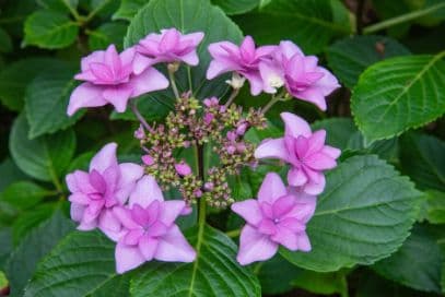 Hydrangea 'Étoile Violette'