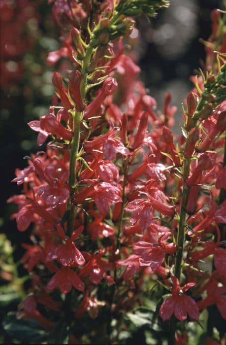 lobelia 'Fan Zinnoberrosa'