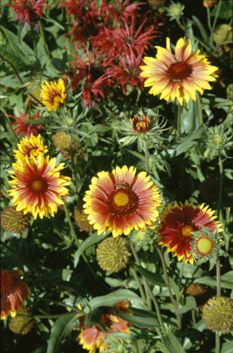 blanketflower 'Kobold'