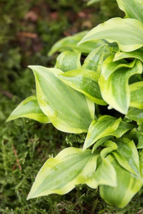 plantain lily 'Paradise Sunset'