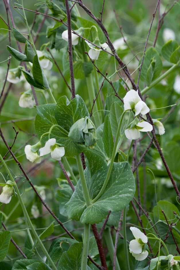 pea 'Avola'