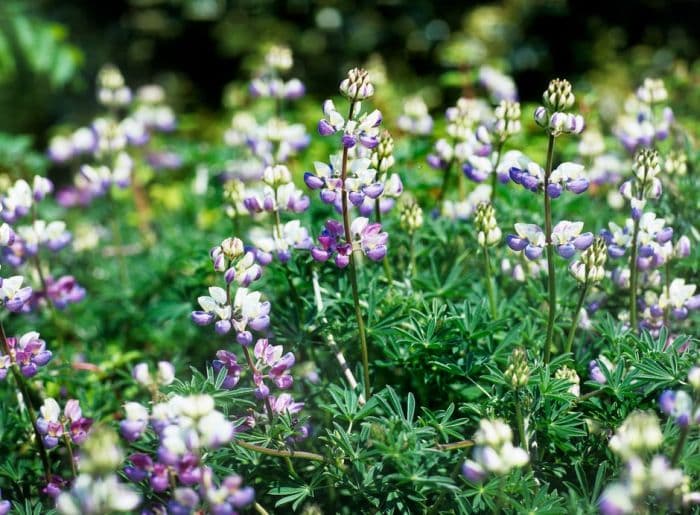 lupin 'Dumpty'