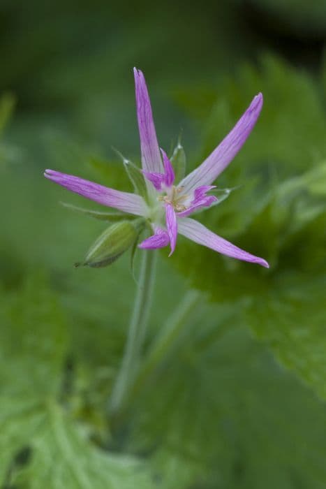 Thurston's cranesbill 'Sherwood'