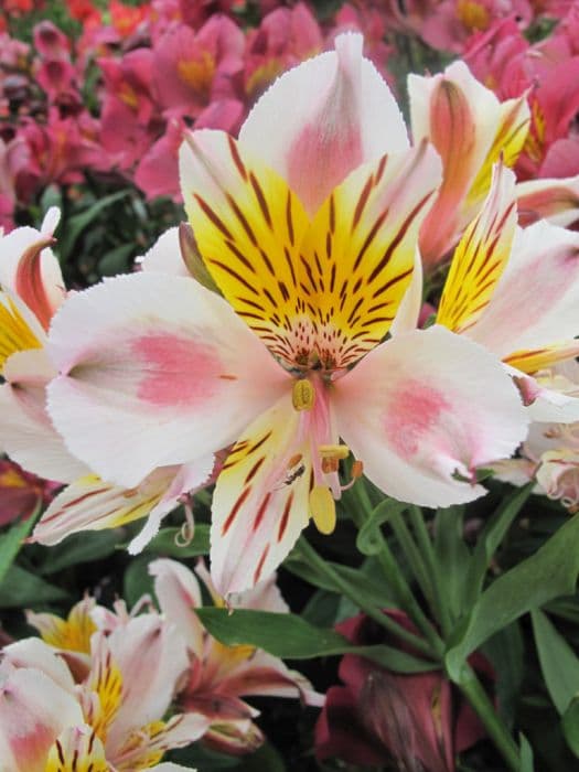 Peruvian lily 'Avanti'