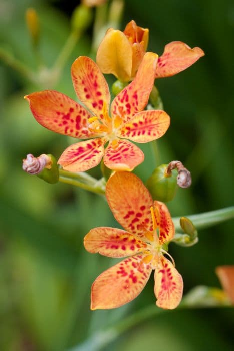 blackberry lily