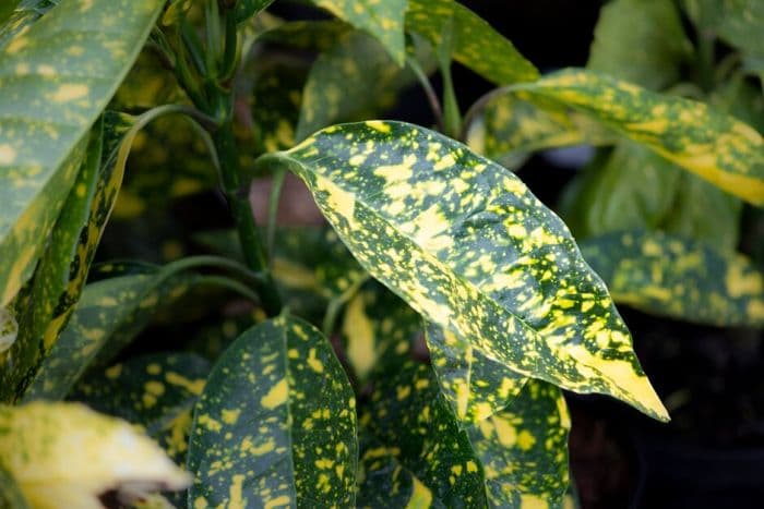 Japanese laurel 'Mr Goldstrike'