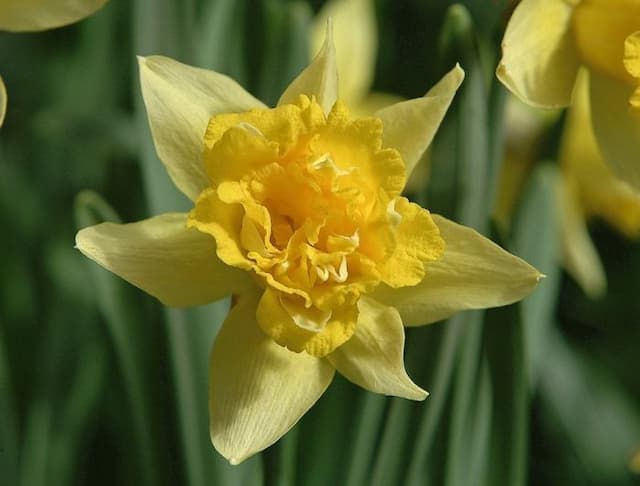 Daffodil 'Plenus'