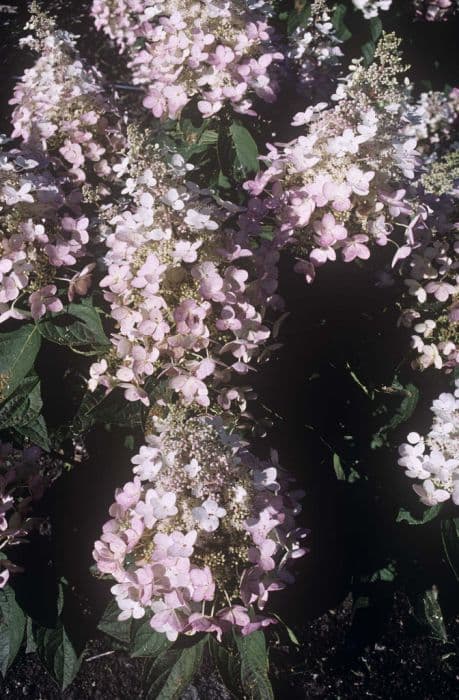 paniculate hydrangea 'Chantilly Lace'