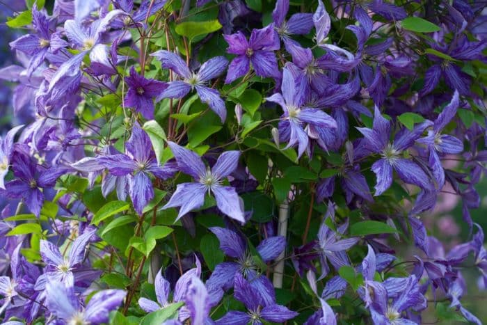 clematis 'Tie Dye'