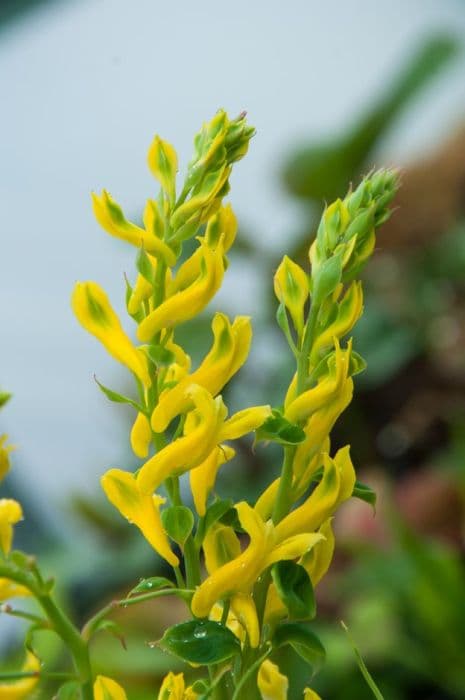 corydalis 'Canary Feathers'