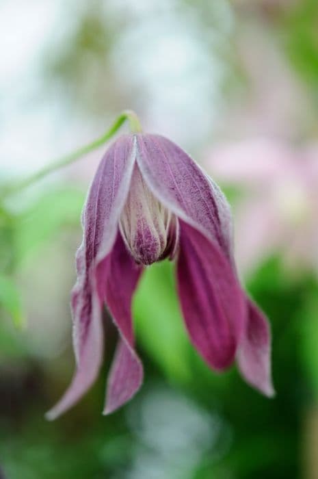 clematis 'Purple Rain'