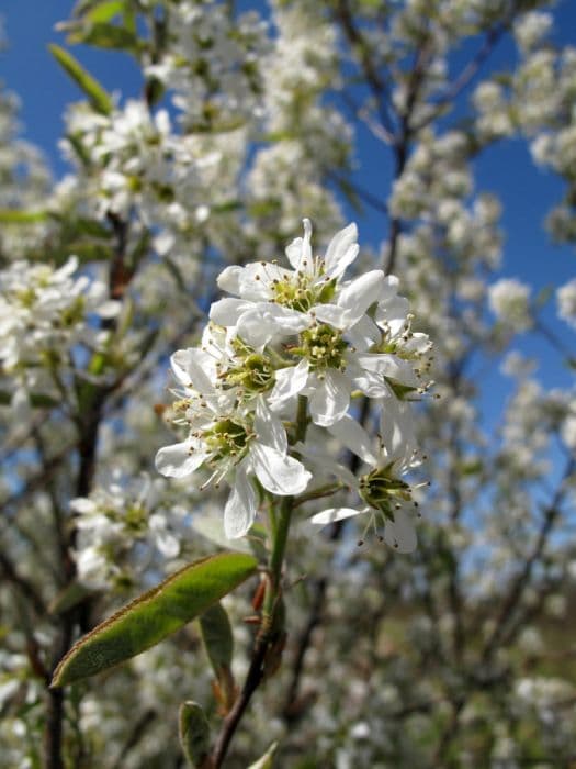 serviceberry 'Glenn Form'