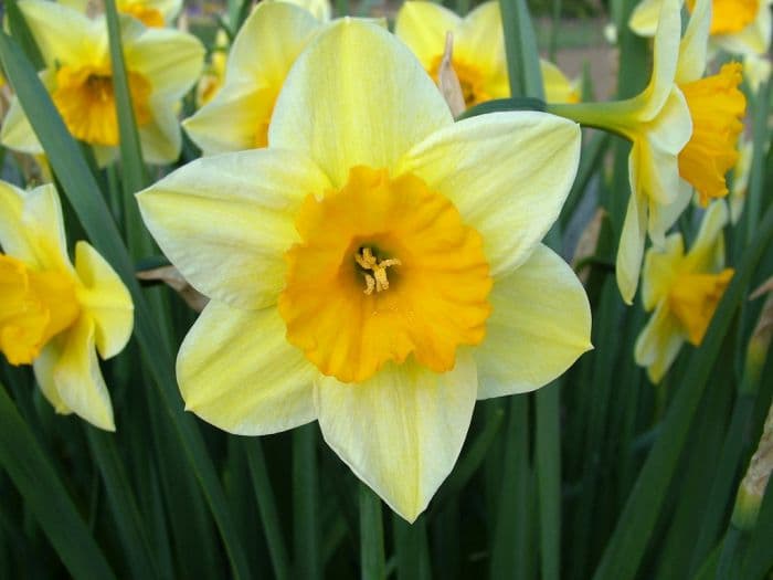 jonquil 'Derringer'