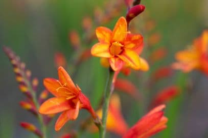 Montbretia 'Fire Jumper'