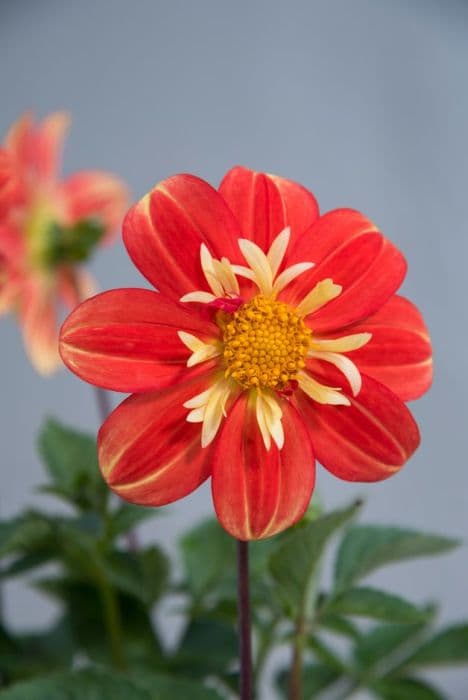 dahlia 'Trelyn Rebecca'