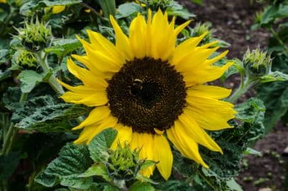 Sunflower 'Choco Sun'