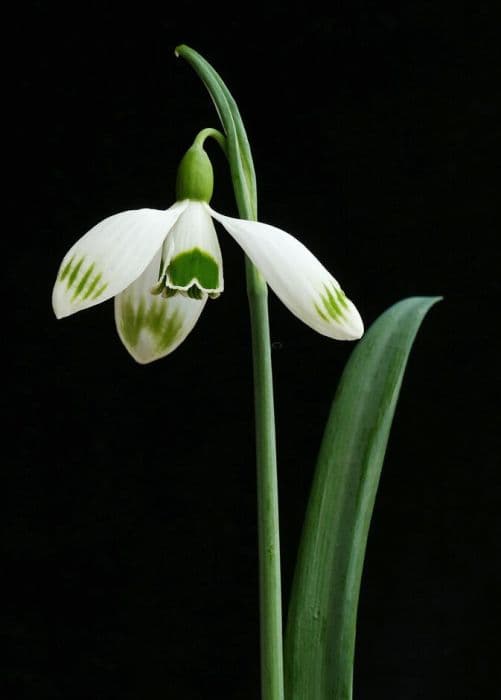 snowdrop 'Greenfinch'