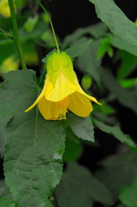 abutilon [Yellow Trumpet]