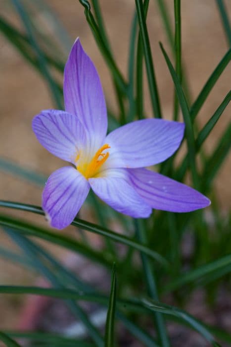 Imperati's crocus 'De Jager'