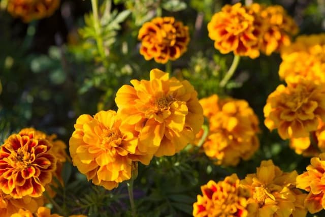 Marigold 'Zenith Red and Gold'