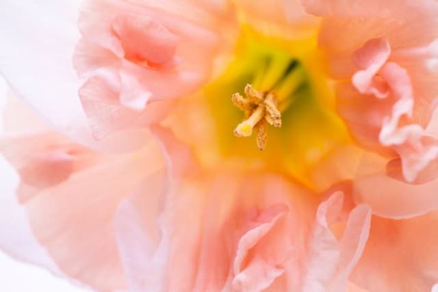 Daffodil 'Frances Delight'