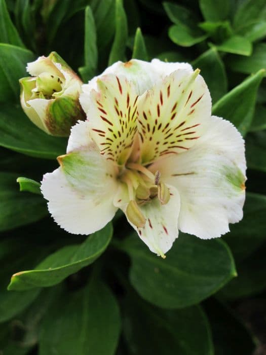 Peruvian lily [Inticancha White]