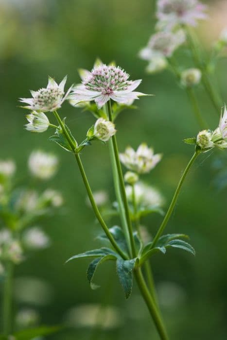 masterwort 'Florence'