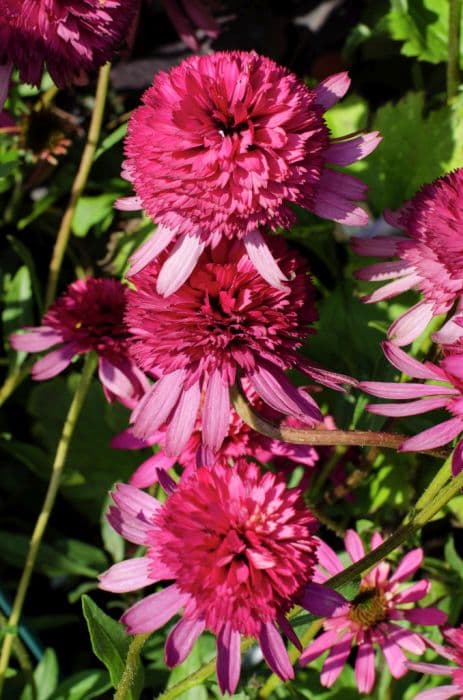 purple coneflower 'Southern Belle'