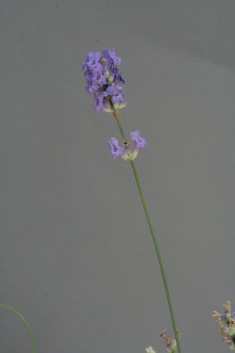 English lavender [Garden Beauty]