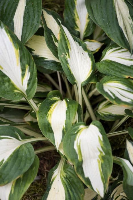 plantain lily 'Vulcan'